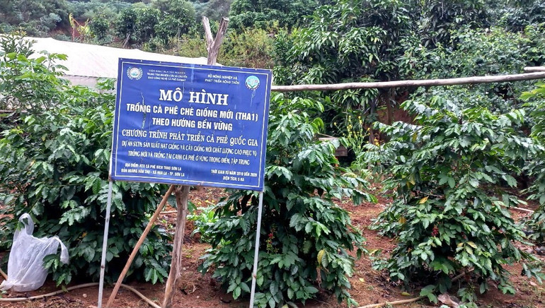 Mô hình trồng cà phê theo hướng bền vững của Hợp tác xã cà-phê Bích Thao, thành phố Sơn La, tỉnh Sơn La.