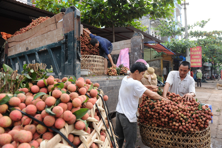 Trái vải Việt Nam đang được tập trung xúc tiến xuất khẩu sang thị trường Bắc Âu.
