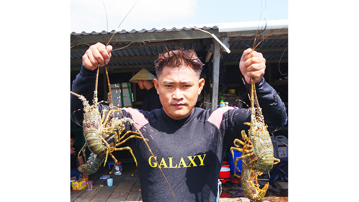 Tôm nuôi từ 14-17 tháng sẽ xuất bán thịt.