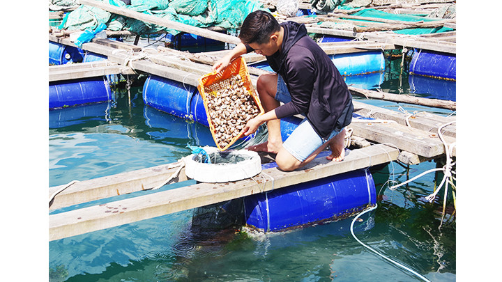 Đổ sò cho tôm hùm ăn.