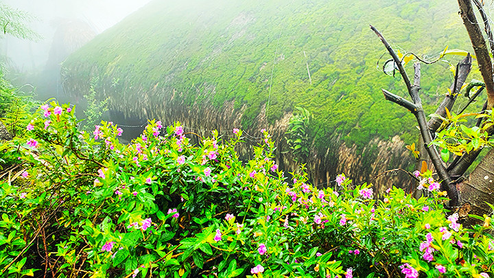 Khí hậu ẩm ướt quanh năm tạo điều kiện cho thảm thực vật nơi đây phát triển tốt.
