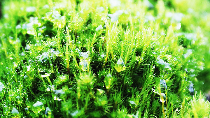 Lớp rêu trên một mái nhà.