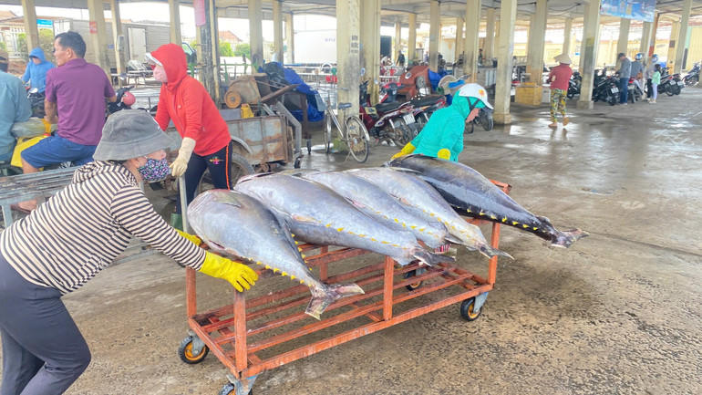 Vận chuyển cá ngừ từ tàu cá lên bến.