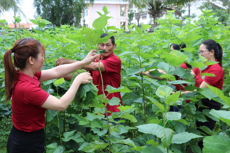 Mô hình trồng dâu nuôi tằm đem lại hiệu quả kinh tế cao tại Hợp tác xã Nông nghiệp kinh doanh dịch vụ Hòa Phong, huyện Phú Hòa.