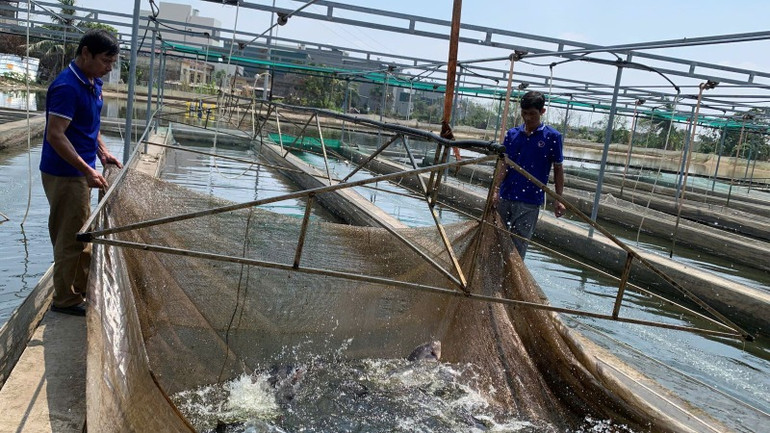 Sản lượng thức ăn thủy sản năm 2024 sản xuất được 5,39 triệu tấn (1,4 triệu tấn cho tôm, 2,02 triệu tấn cho cá tra, 1,97 triệu tấn cho thuỷ sản khác).