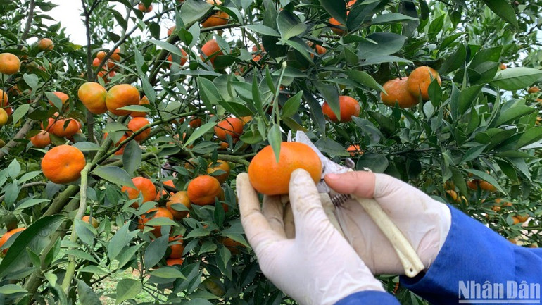 Cần rà soát kỹ diện tích trồng cây ăn quả lâu năm, đồng thời tuân thủ, chấp ngành nghiêm những chỉ đạo, quy hoạch của Bộ Nông nghiệp và Phát triển nông thôn.