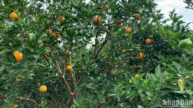 Với đặc thù đa dạng về khí hậu, đất đai, thổ nhưỡng cho phép Hòa Bình có thể phát triển nhiều loại cây trồng khác nhau, đặc biệt là cây ăn quả.