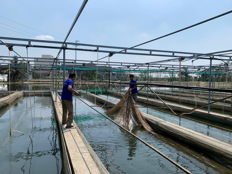 Mục tiêu trong năm 2025 lĩnh vực này phấn đấu đạt 1,3 triệu ha diện tích nuôi trồng, giữ ổn định so với năm 2024.