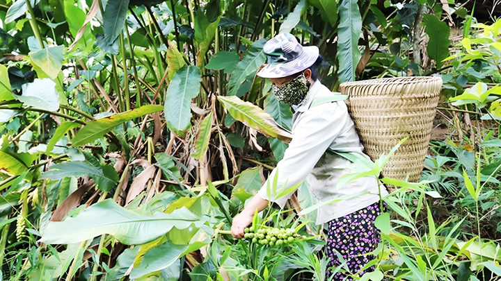 Bà con dân tộc H’Mông xã Huồi Tụ, huyện Kỳ Sơn thu hoạch quả bo bo. Ảnh: LỮ PHÚ Bà con dân tộc H’Mông xã Huồi Tụ, huyện Kỳ Sơn thu hoạch quả bo bo. Ảnh: LỮ PHÚ