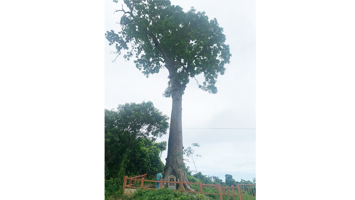 Cây lim di sản ở Vườn quốc gia Bến En.