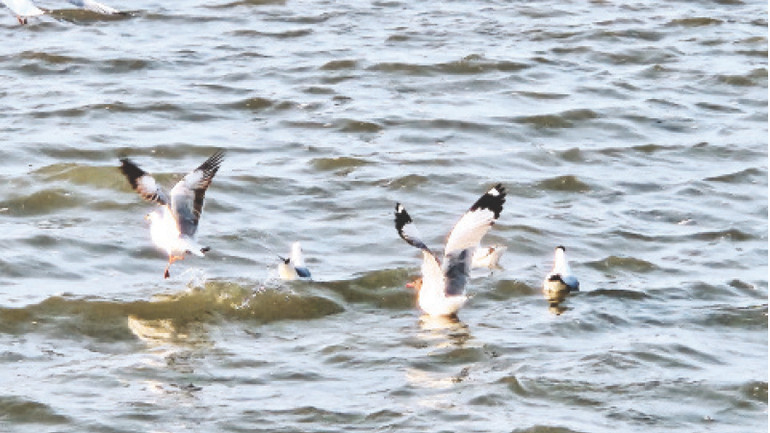 Hải âu là loài chim biển phàm ăn, khi thấy con mồi chúng tranh nhau khá “quyết liệt”.