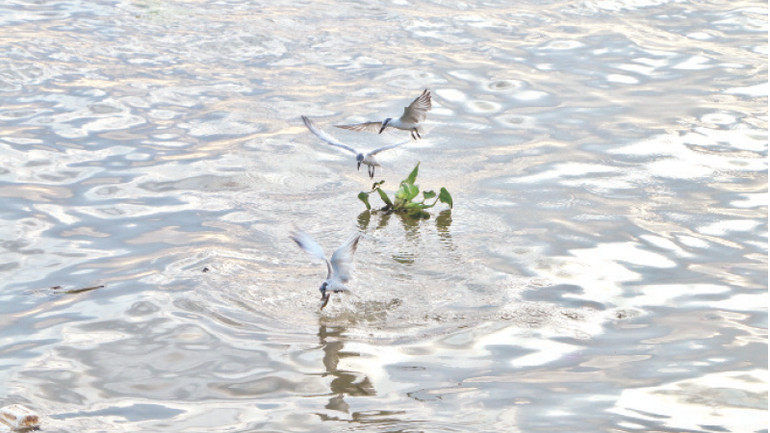 Từ tháng 2 đến tháng 4 hằng năm, những đàn hải âu di cư về cửa biển thành phố Rạch Giá để săn mồi.