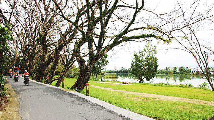 Hàng sưa cổ thụ bên dòng Tam Kỳ.