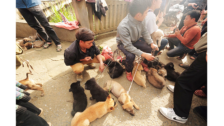 Lựa chọn mua chó ở chợ Bắc Hà.