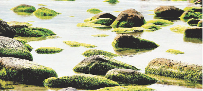 Rạn Nam Ô với những tảng đá phủ đầy rêu xanh.