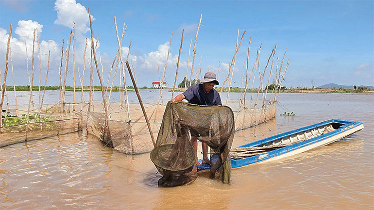 Ở xã Nhơn Hội, huyện An Phú, tỉnh An Giang, cánh đồng nước ngập khoảng 1,2m, cá chạy nhiều, ngư dân phấn khởi.