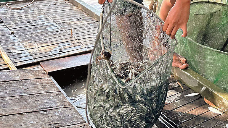 Ngư dân vùng đầu nguồn biên giới An Giang thu hoạch cá linh non.