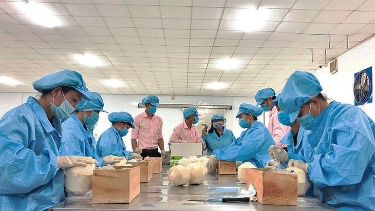 Sơ chế, xuất khẩu sản phẩm dừa tươi của Bến Tre. Sơ chế, xuất khẩu sản phẩm dừa tươi của Bến Tre.