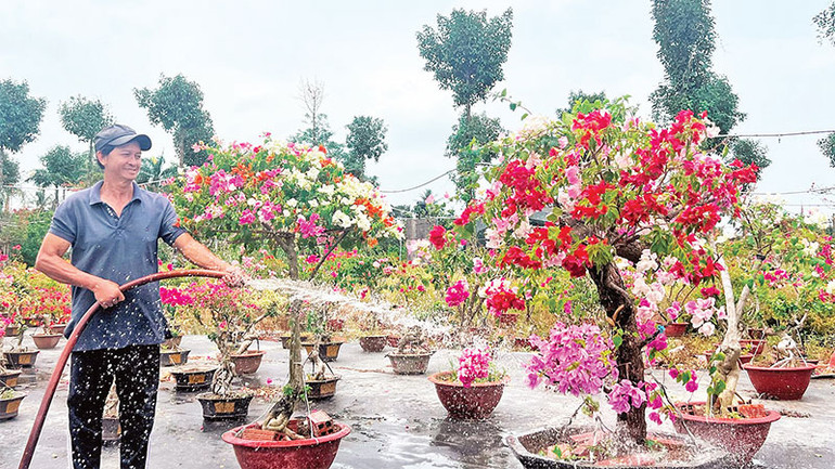 Nhờ đê bao khép kín, người dân trồng hoa kiểng tại Phú Sơn (huyện Chợ Lách) có nước ngọt phục vụ sản xuất trong mùa hạn, mặn.