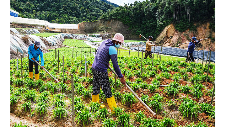 Malaysia thiếu nhân công trầm trọng làm việc tại các đồn điền. Ảnh: BENAR NEWS Malaysia thiếu nhân công trầm trọng làm việc tại các đồn điền. Ảnh: BENAR NEWS