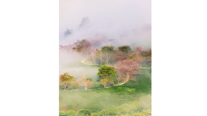 Những gốc đào cổ xen giữa đồi chè xanh ngát.