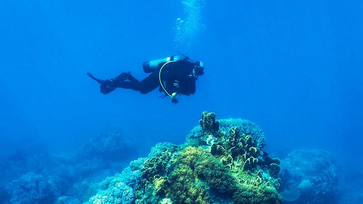 Lặn biển Hòn Mun. Ảnh: PHẠM HUY TRUNG Lặn biển Hòn Mun. Ảnh: PHẠM HUY TRUNG