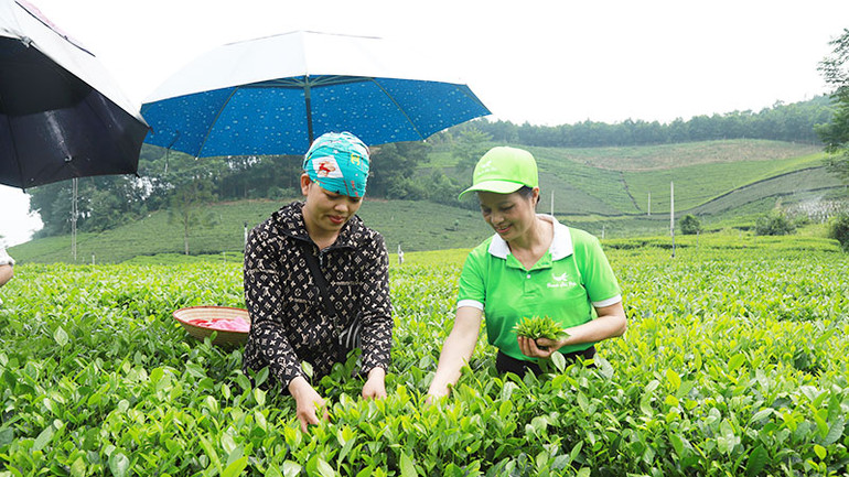 Hợp tác xã Chè La Bằng ở xã La Bằng, huyện Đại Từ đầu tư trồng giống chè mới có năng suất, chất lượng cao hơn giống chè truyền thống.
