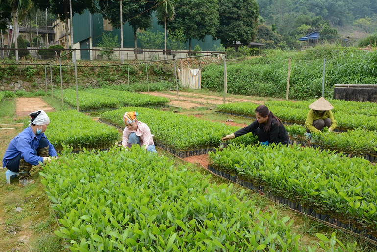 Vườn ươm cây keo giống tại xã Tân Thịnh, huyện Văn Chấn, tỉnh Yên Bái.