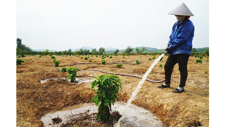 Lối thâm canh độc canh đòi hỏi nhiều nước tưới. Lối thâm canh độc canh đòi hỏi nhiều nước tưới.
