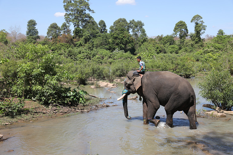 Voi thuộc Khu du lịch cầu treo Bản Đôn được nài chăn thả trong môi trường bán tự nhiên.