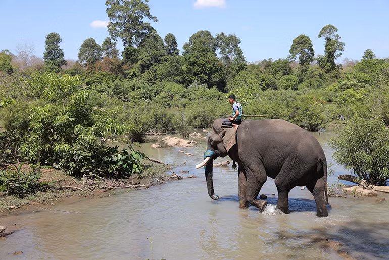 Voi thuộc Khu du lịch cầu treo Bản Đôn được nài chăn thả trong môi trường bán tự nhiên.