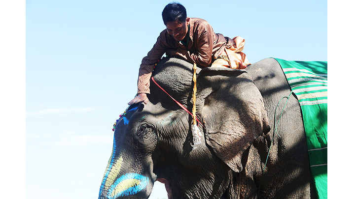 Thí sinh voi luôn được chăm sóc vỗ về cẩn thận. Thí sinh voi luôn được chăm sóc vỗ về cẩn thận.