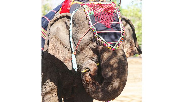 Thí sinh voi luôn được chăm sóc vỗ về cẩn thận. Thí sinh voi luôn được chăm sóc vỗ về cẩn thận.
