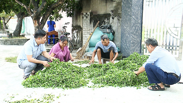 Thu hoạch cây rau má ở Hợp tác xã Vân Trà.