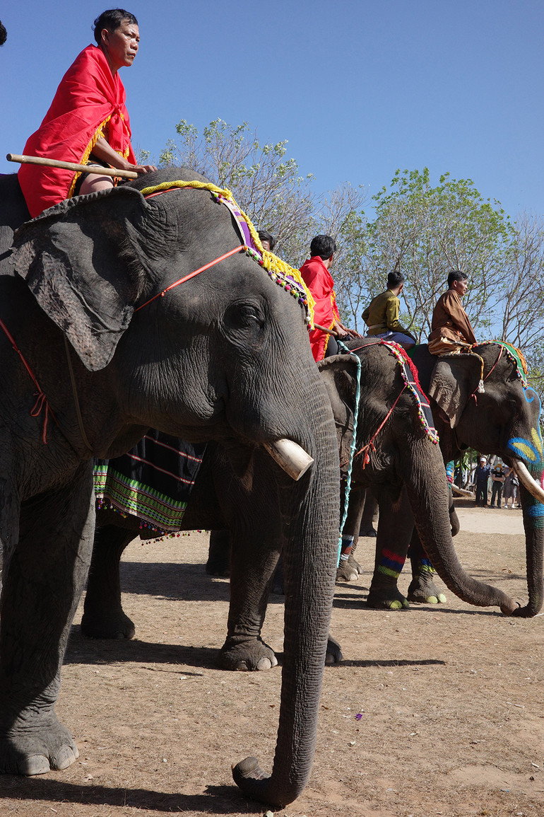 Voi Bạc Plang và chủ của mình Y Lit Ksor tại lễ hội voi Buôn Đôn 2025.