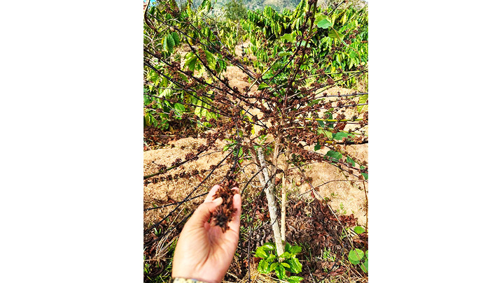 Hạn hán ảnh hưởng chất lượng cây cà-phê. Hạn hán ảnh hưởng chất lượng cây cà-phê.