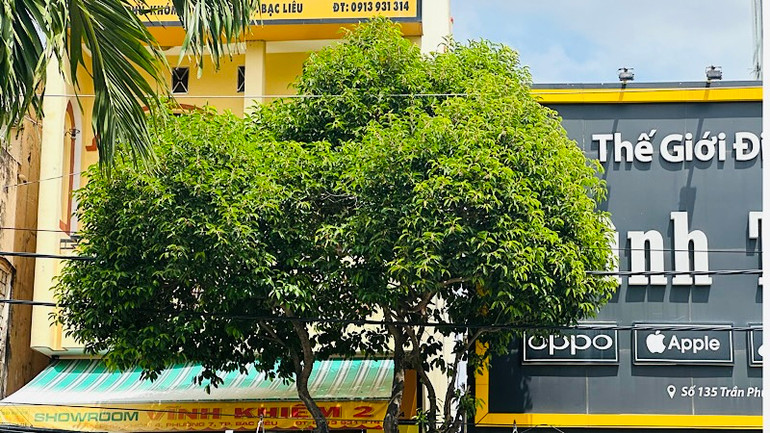 Cây Viết, gần 30 năm tuổi đang xanh tốt, rất đẹp mắt tại tuyến đường Lý Thường Kiệt ở trung tâm thành phố Bạc Liêu. Nhưng &quot;đùng một cái&quot; đơn vị chức năng nhổ lên thay bằng cây trồng khác, gây tiếc nuối và nhiều ý kiến trái chiều trong cán bộ, nhân dân địa phương.(Ảnh TRỌNG DUY)