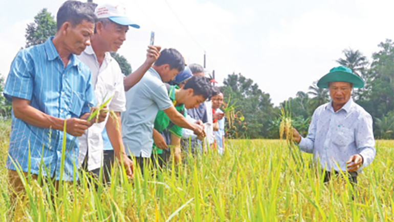Các mô hình triển khai theo Đề án chuyên canh lúa chất lượng cao, phát thải thấp của Hậu Giang mang lại hiệu quả.