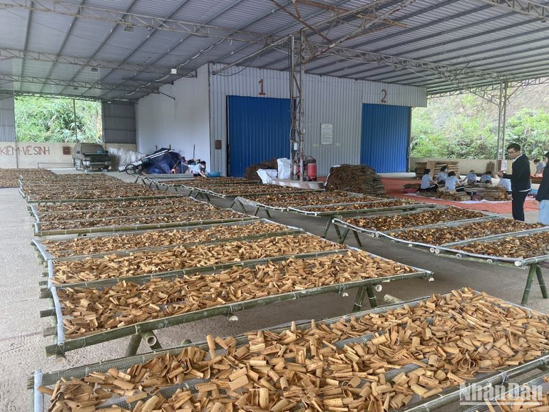 Quế vỏ và phần lớn tinh dầu quế của tỉnh Yên Bái chủ yếu được xuất khẩu sang các thị trường Đài Loan (Trung Quốc), Hàn Quốc, Nhật Bản, Nga, Mỹ, Ấn Độ...