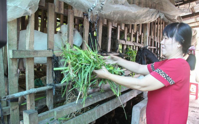 Mô hình nuôi dê giúp nhiều bà con Khmer ở Hậu Giang thoát nghèo. Mô hình nuôi dê giúp nhiều bà con Khmer ở Hậu Giang thoát nghèo.