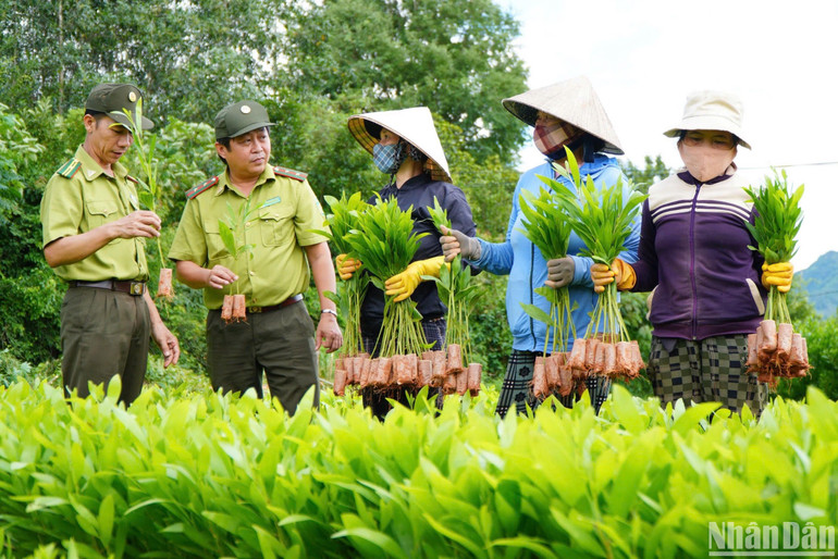 Cán bộ Kiểm lâm kiểm tra, tuyên truyền, hướng dẫn các tổ chức, cá nhân chấp hành nghiêm pháp luật về quản lý giống cây trồng lâm nghiệp. Cán bộ Kiểm lâm kiểm tra, tuyên truyền, hướng dẫn các tổ chức, cá nhân chấp hành nghiêm pháp luật về quản lý giống cây trồng lâm nghiệp.