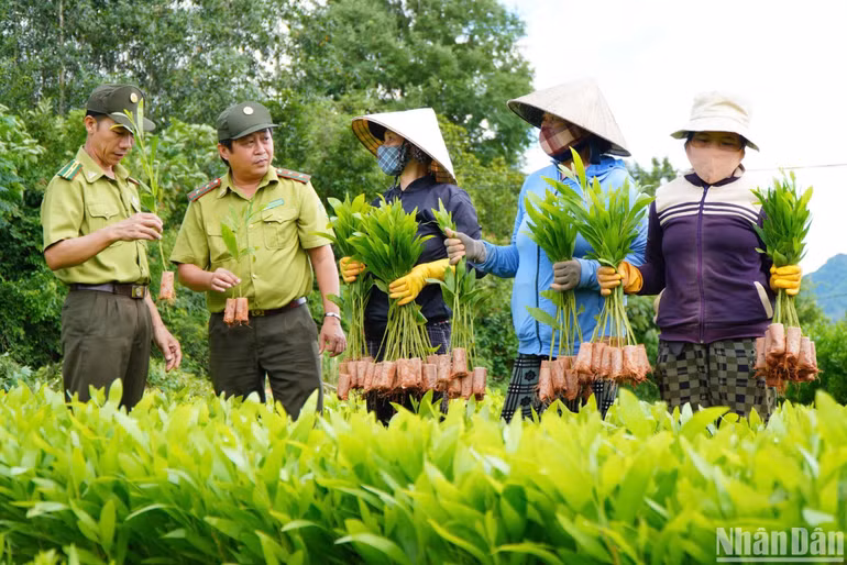 Cán bộ Kiểm lâm kiểm tra, tuyên truyền, hướng dẫn các tổ chức, cá nhân chấp hành nghiêm pháp luật về quản lý giống cây trồng lâm nghiệp.
