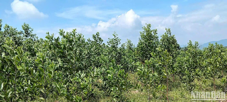 Rừng trồng của ông So Minh Thông, xã Sơn Hội, Sơn Hòa, Phú Yên mới trồng 2 năm đang phát triển tốt. Rừng trồng của ông So Minh Thông, xã Sơn Hội, Sơn Hòa, Phú Yên mới trồng 2 năm đang phát triển tốt.