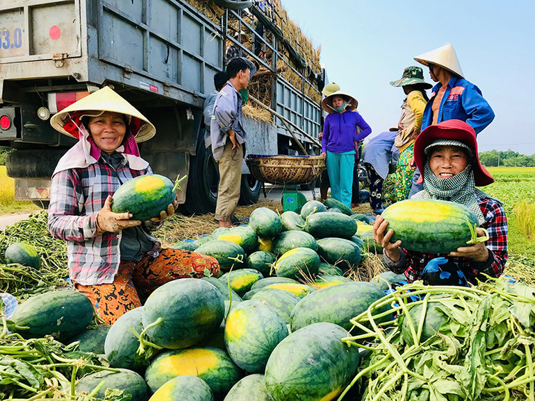 Dưa hấu Kỳ Lý (huyện Phú Ninh, tỉnh Quảng Nam) đã xây dựng thành công nhãn hiệu và thương hiệu hàng hóa. (Ảnh: LÊ ANH QUÂN)