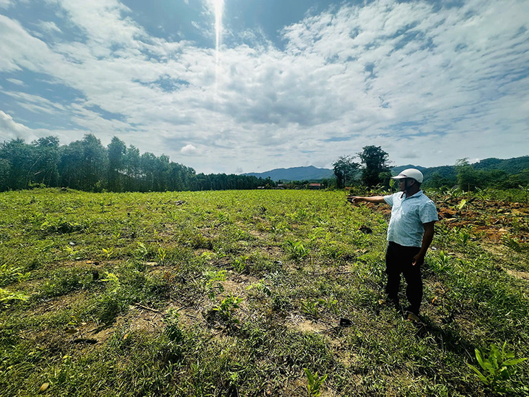 Tình trạng trồng cây chờ đền bù ồ ạt tại nhiều nơi dự kiến có cao tốc Quảng Ngãi-Kon Tum đi qua.