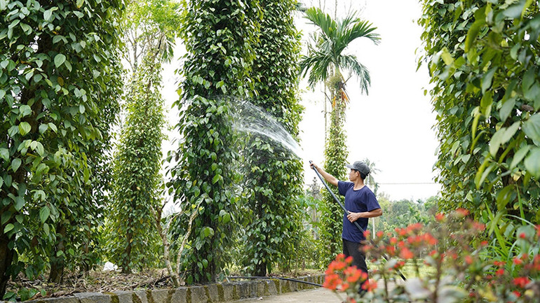 Người dân Tiên Phước (Quảng Nam) chú trọng kinh tế vườn, kinh tế trang trại. (Ảnh: LÊ ANH QUÂN)