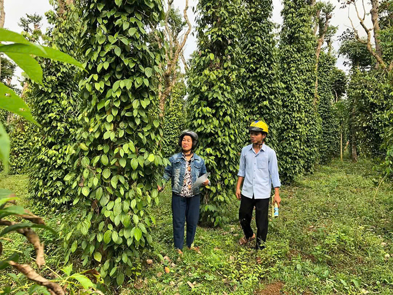 Mô hình trồng hồ tiêu hữu cơ góp phần nâng cao thu nhập cho người dân xã Gio An, huyện Gio Linh, tỉnh Quảng Trị.