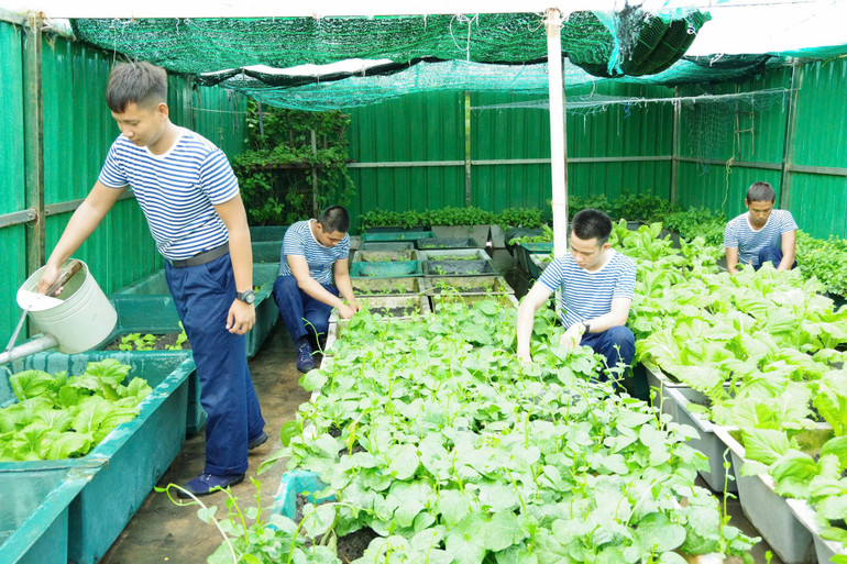 Các chiến sĩ tăng gia sản xuất, tự trồng rau, nuôi heo để cải thiện đời sống trên quần đảo Trường Sa. (Ảnh: PTB)