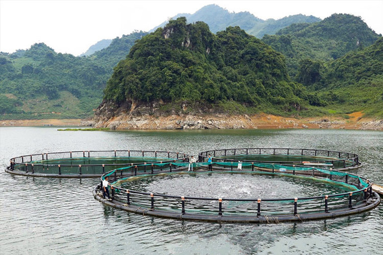Trung tâm Khuyến nông tỉnh Hòa Bình thực hiện mô hình “Nuôi cá lăng nha trong lồng tại hồ chứa thủy điện Sơn La, tỉnh Hòa Bình theo tiêu chuẩn VietGAP gắn với liên kết tiêu thụ sản phẩm”. (Ảnh: NGỌC DIỆP) Trung tâm Khuyến nông tỉnh Hòa Bình thực hiện mô hình “Nuôi cá lăng nha trong lồng tại hồ chứa thủy điện Sơn La, tỉnh Hòa Bình theo tiêu chuẩn VietGAP gắn với liên kết tiêu thụ sản phẩm”. (Ảnh: NGỌC DIỆP)