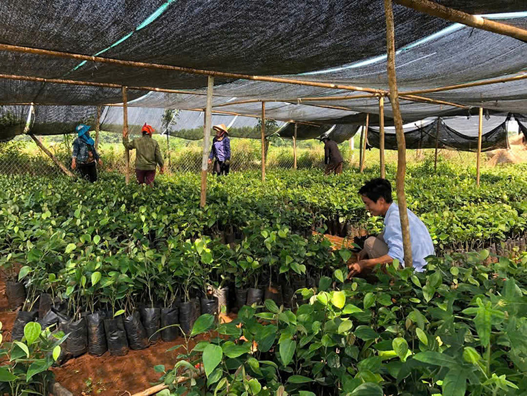 Mô hình trồng hồ tiêu hữu cơ góp phần nâng cao thu nhập cho người dân xã Gio An, huyện Gio Linh, Quảng Trị.